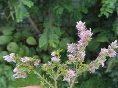 Erica similis