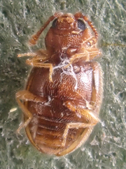 Anchicera
