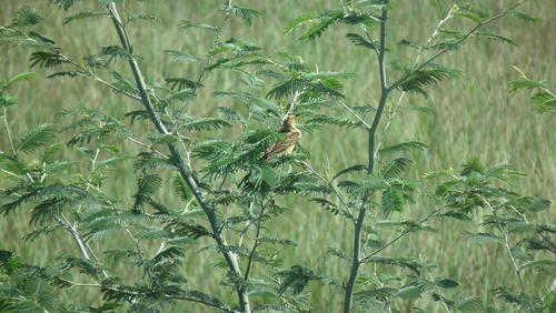 Hemimacronyx chloris