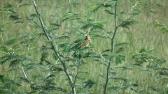 Hemimacronyx chloris