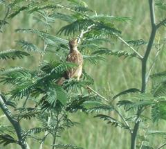 Hemimacronyx chloris