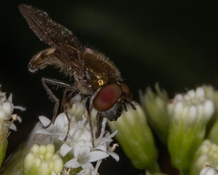 Platycheirus obscurus