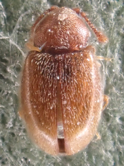 Anchicera