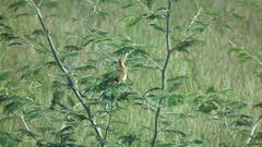 Hemimacronyx chloris