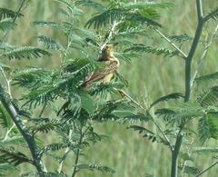 Hemimacronyx chloris
