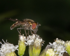 Platycheirus obscurus