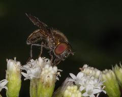 Platycheirus obscurus