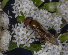 Platycheirus obscurus