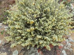 Hermannia johanssenii