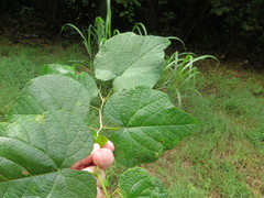 Vitis cinerea cinerea