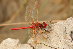 Sympetrum madidum