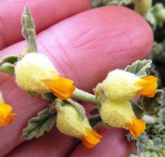 Hermannia johanssenii