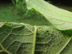 Vitis cinerea cinerea