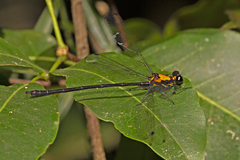 Austroargiolestes chrysoides
