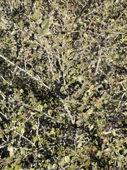 Ceanothus verrucosus