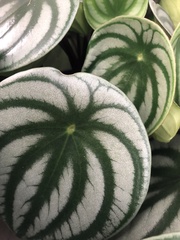 Peperomia argyreia
