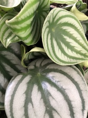 Peperomia argyreia