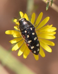 Acmaeodera gibbula