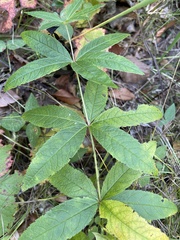 Veronicastrum virginicum