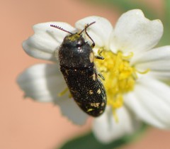 Acmaeodera obtusa