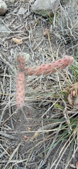 Opuntia aequatorialis