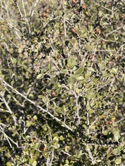 Ceanothus verrucosus