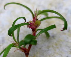 Cliffortia ferruginea