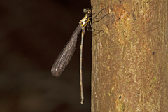 Austroargiolestes chrysoides