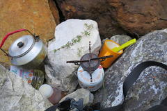 Cliffortia ferruginea