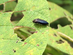 Acmaeodera impluviata