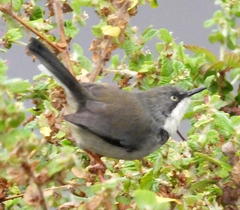 Apalis thoracica claudei