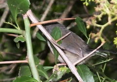 Apalis thoracica claudei