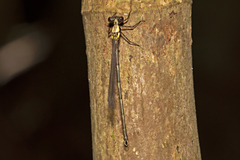 Austroargiolestes chrysoides