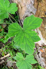 Pelargonium tomentosum