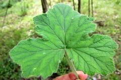 Pelargonium tomentosum