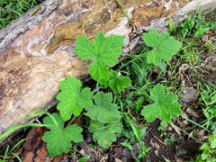 Pelargonium tomentosum