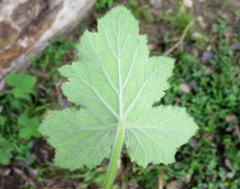 Pelargonium tomentosum