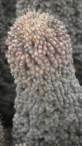 Ceropegia pilifera