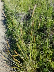 Festuca idahoensis