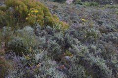 Lichtensteinia trifida