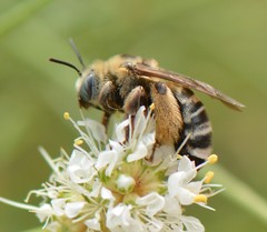 Melissodes communis communis