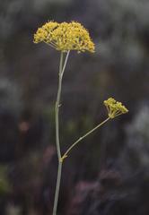 Lichtensteinia trifida