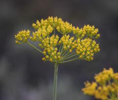 Lichtensteinia trifida