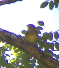 Oporornis agilis