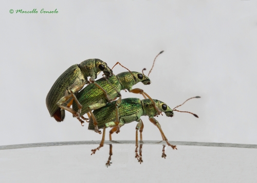 Green Immigrant Leaf Weevil, photo 7 of 7