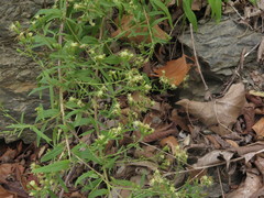 Brickellia eupatorioides texana