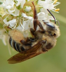 Melissodes communis communis