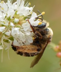 Melissodes communis communis