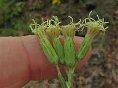 Brickellia eupatorioides texana