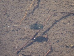 Branchinecta paludosa